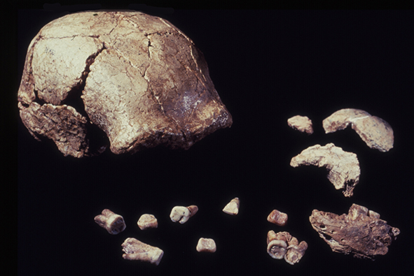 Hexian Homo erectus 2